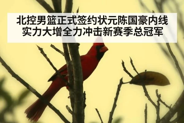 北控男篮正式签约状元陈国豪内线实力大增全力冲击新赛季总冠军
